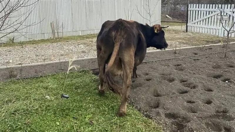 В Кисловодске ищут владельца коров, которые научились открывать ворота рогами