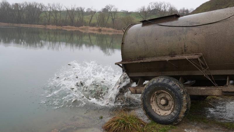 В Новопавловске в городской водоём выпустили почти 7 тонн рыбы