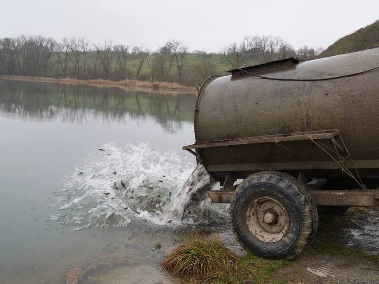 В парке «Кура» Кировского округа выпустили 7 тонн рыбы для очистки водоёма