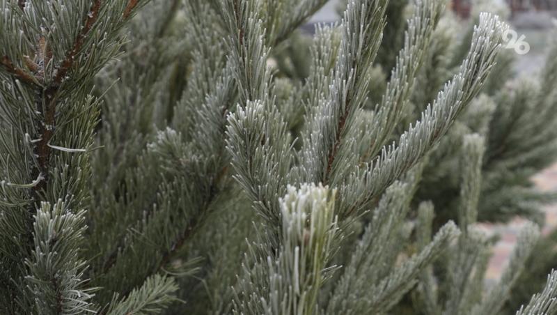 В Роскачестве рассказали, как выбрать новогоднюю ёлку