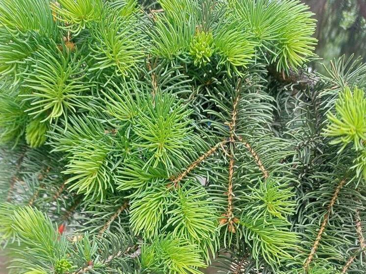 В Ставрополе к Новому году откроют 15 елочных базаров