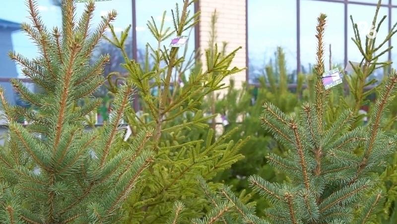 В Ставрополе откроют 15 ёлочных базаров