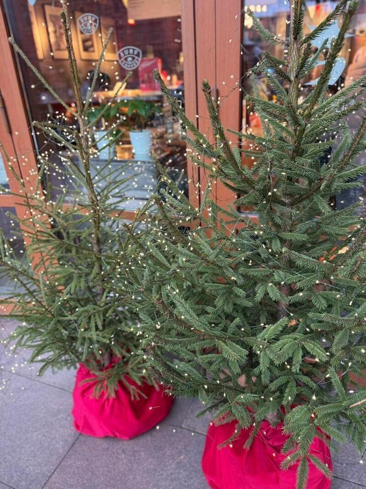 В Ставрополе реализуют еловые деревья из Удмуртии, Перми, Ульяновской области и Башкирии