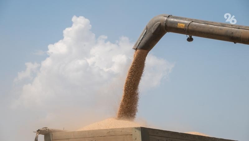 Валовой сбор чечевицы на Ставрополье вырос до 10,9 тыс. тонн