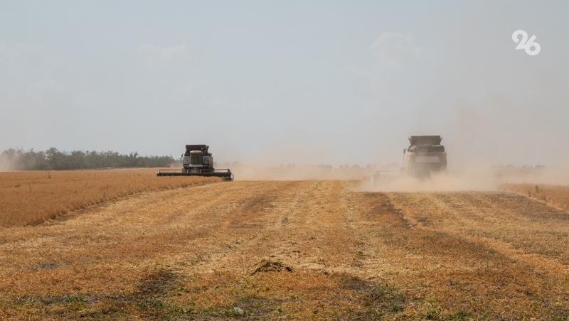 Валовой сбор чечевицы на Ставрополье вырос до 10,9 тыс. тонн