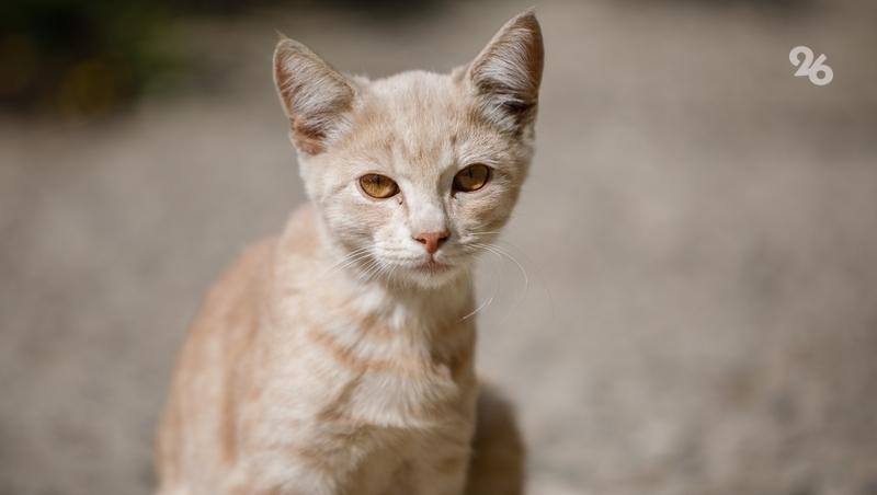 Ветслужба Ставрополья стала лидером России по оформлению исследований в «Весте»