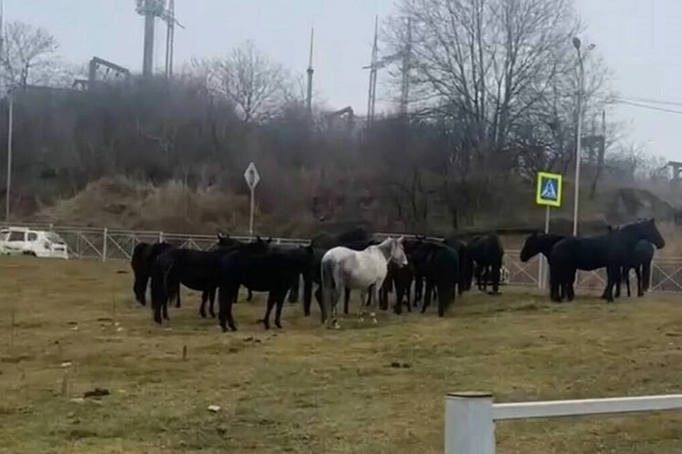 Владелец бродячего табуна в Кисловодске заплатит 20 тысяч рублей штрафа0
