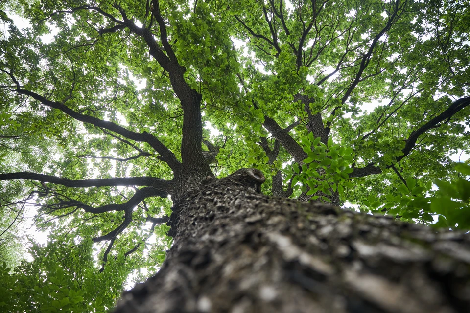 Власти объяснили вырубку деревьев на Старом озере Кисловодска0