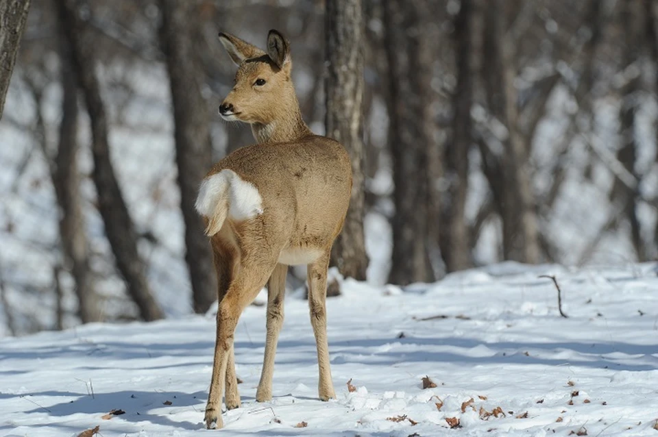 Житель Кабардино-Балкарии заплатит 200 тысяч рублей за убийство косули0
