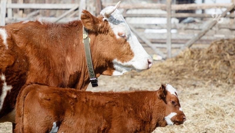 Животноводы Ипатовского округа заготовили на зиму свыше 22 тыс. тонн сена