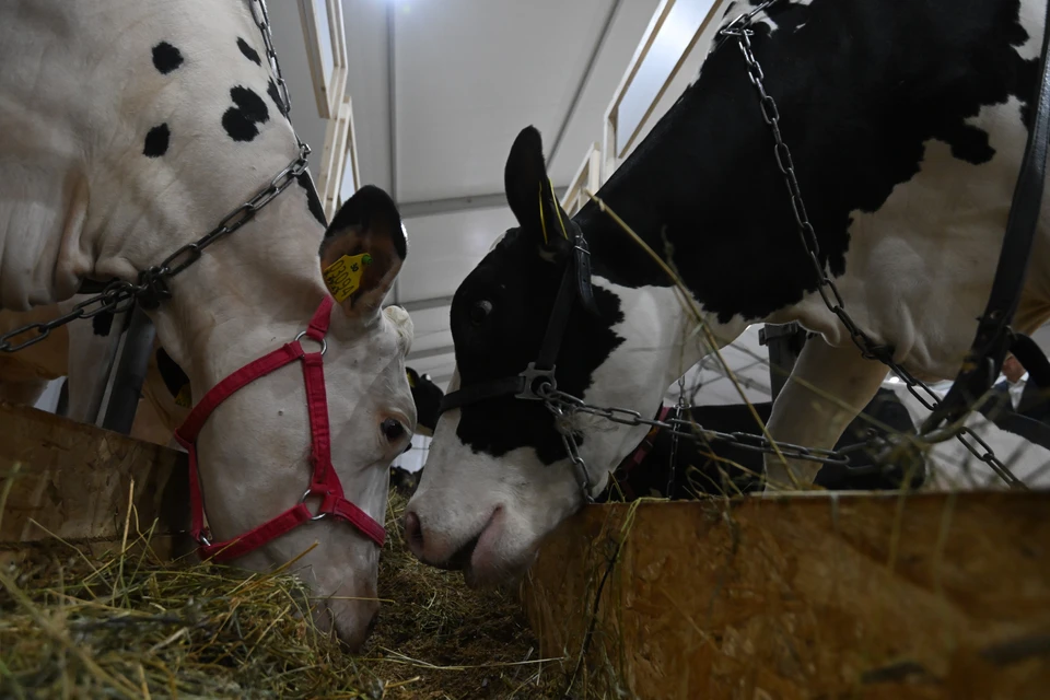 Животноводы Ставрополья завершили подготовку скота к зимовке0