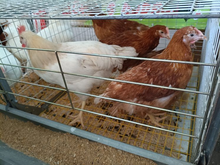 15 января на Ставрополье: Сильвестров день - традиции и приметы