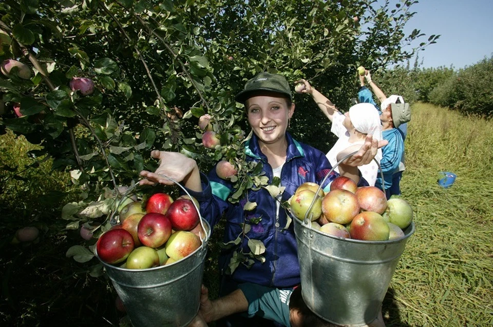 250 га садов планируют заложить на Ставрополье в этом году0
