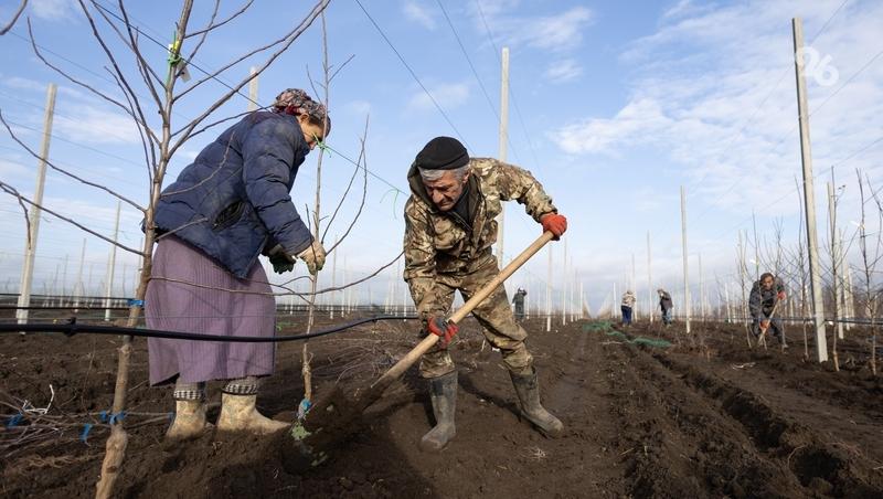 Аграрии Ставрополья получат субсидии на закладку садов