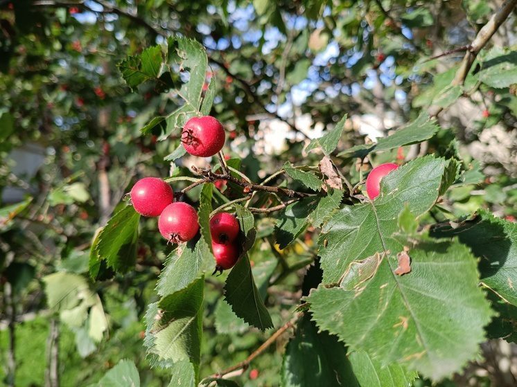 Битва за качество: Росстандарт готовит свод правил для боярышника, шиповника и меда