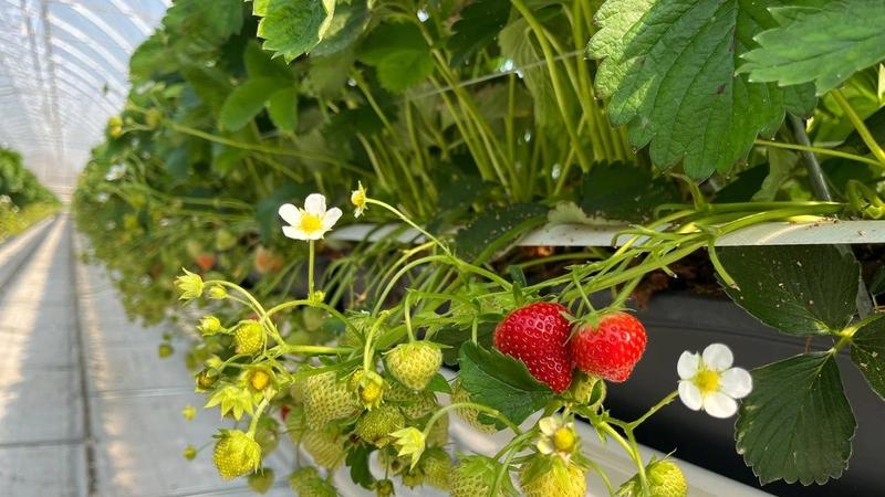 Более 10 тонн клубники собрали в Новый год в теплицах Ставрополья