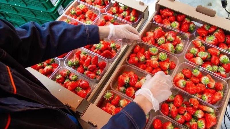 Более 10 тонн клубники собрали в Новый год в теплицах Ставрополья