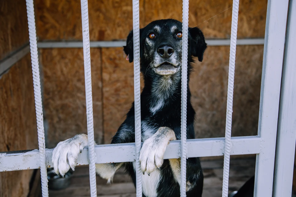 Более 270 бездомных собак поместили в приют в Кисловодске в 2025 году0