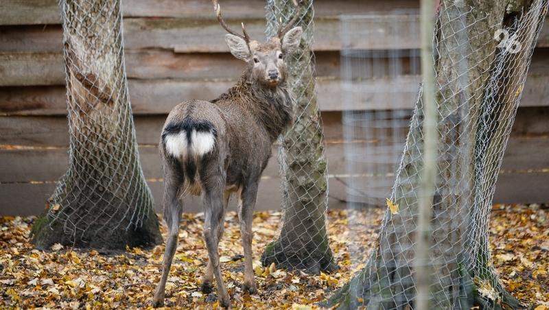 Диких птиц и животных подкармливают в холода на Ставрополье