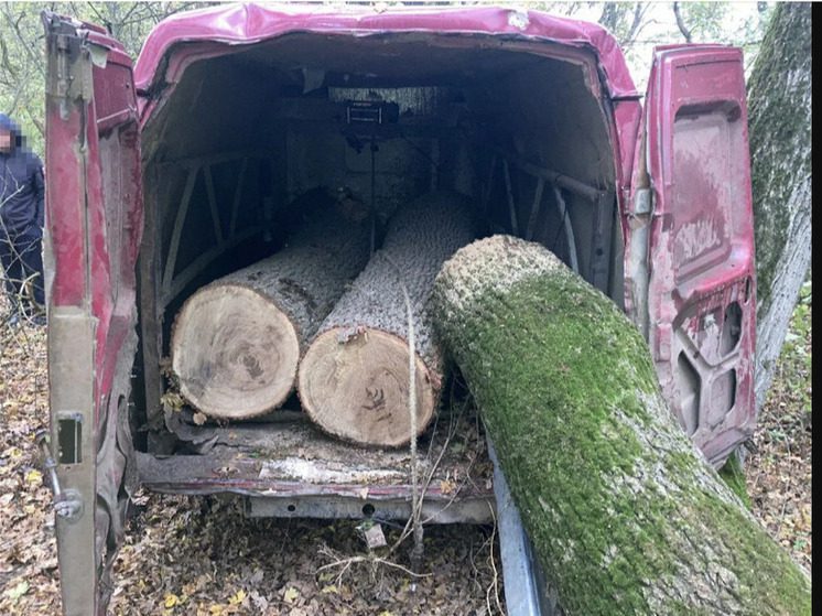 Двое жителей Ставрополья незаконно вырубили деревья на 2,5 млн рублей