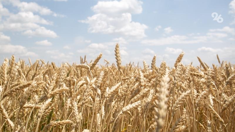 Элитные семена и передовые технологии способствуют росту ставропольского урожая