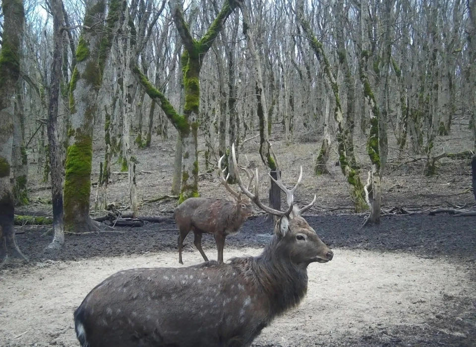 Фотоловушка в заказнике Ставрополья засняла редкого пятнистого оленя0