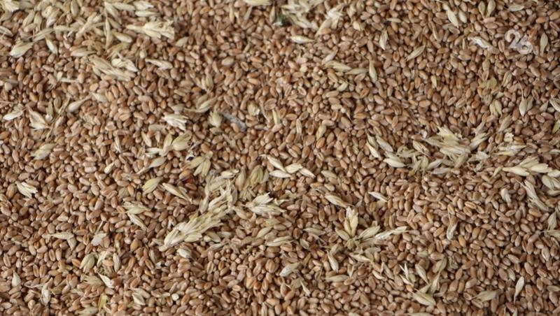 Глава Ставрополья назвал одним из достижений 2025 года урожай в 10,6 млн т зерна