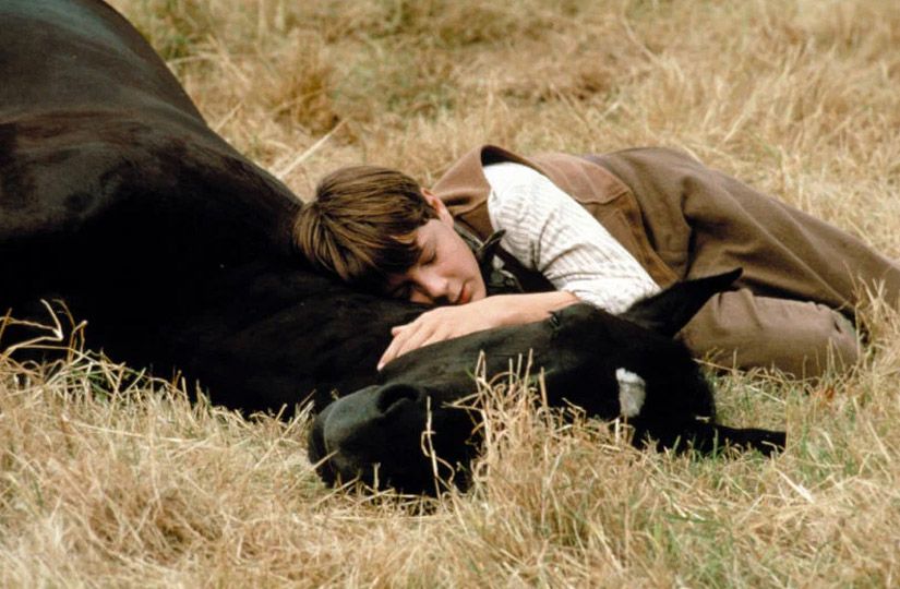 Год Лошади на экране: 10 семейных фильмов о силе, свободе и дружбе6