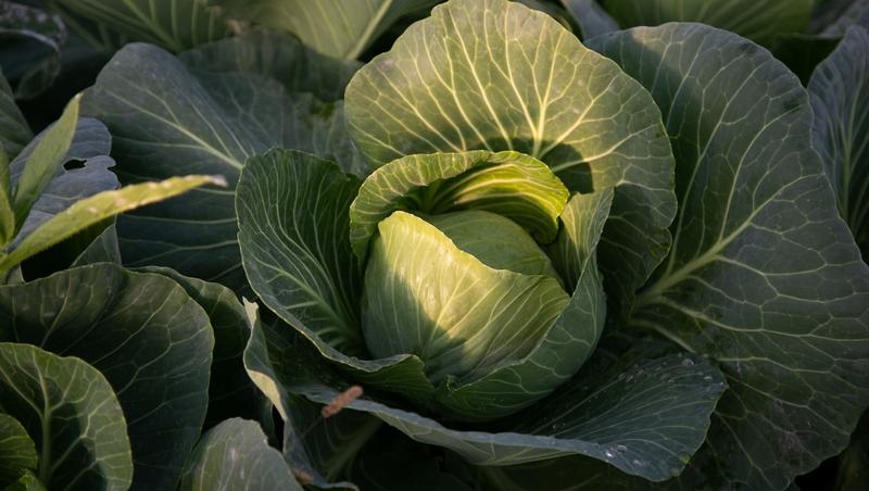 Картофель и квашеная капуста главные источники витамина С для россиян &mdash; диетолог