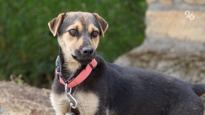 Край выделил деньги на отлов 63 собак в Кочубеевском округе