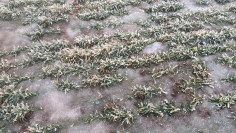 Ледяная корка образовалась на полях Ставрополья и угрожает посевам