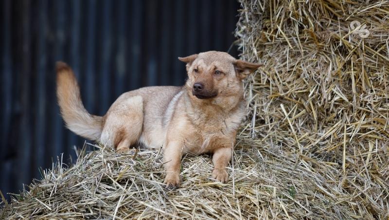 Mash Gor: Насильник животных угрожает женщинам и пристаёт к детям в Нальчике
