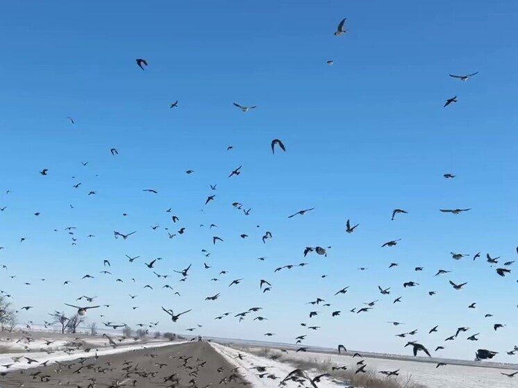 Минприроды Ставрополья призывает водителей быть внимательнее к жаворонкам на дорогах