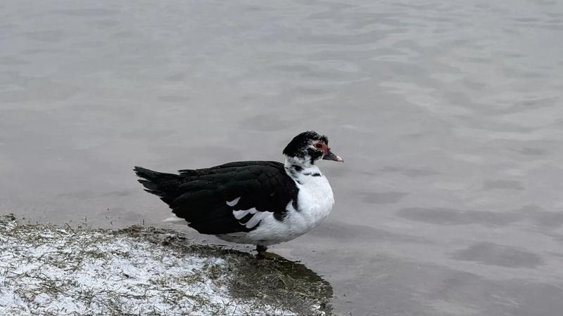 Мускусная утка и зелёный дятел зимуют на озере &laquo;30&rsquo;ка&raquo; в Железноводске