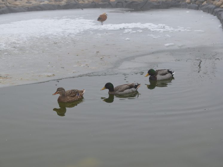 На курортных озёрах Нальчика егеря охотхозяйства сделали просветы во льду для крякв