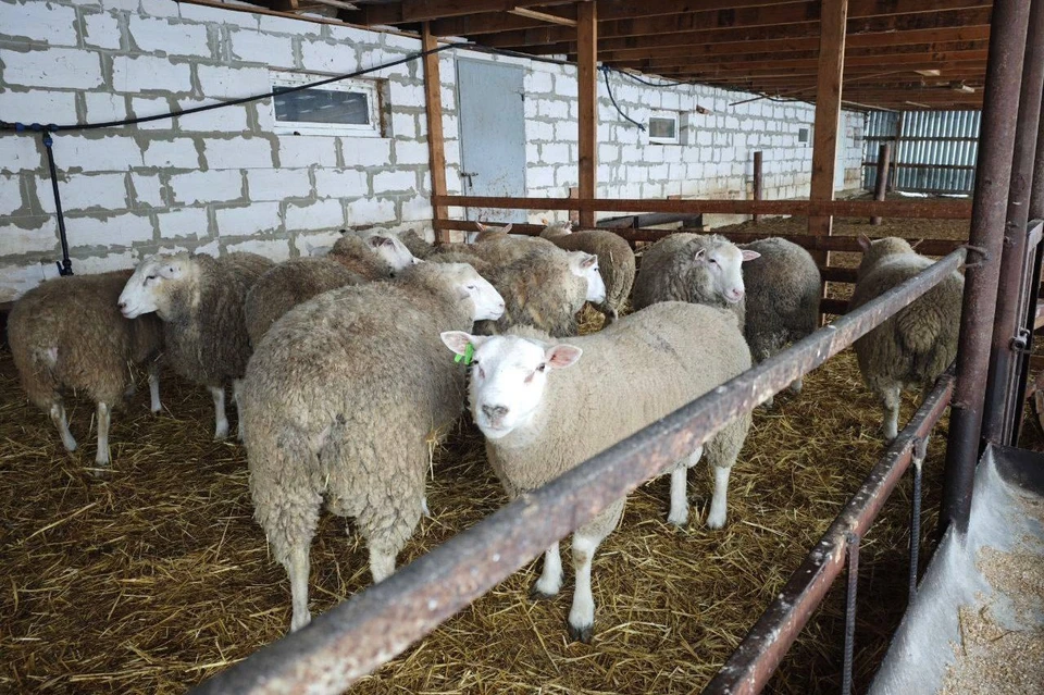 На Ставрополье на поддержку производства шерсти направят 54 млн рублей0