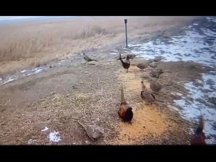 На Ставрополье открыли «зимние столовые» для диких животных