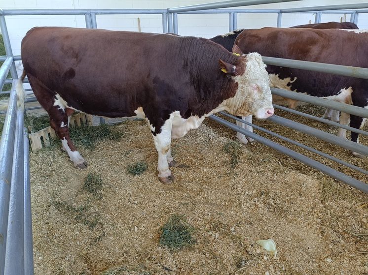 На Ставрополье просубсидировали геномную оценку свыше 1,2 тыс. голов КРС молочного направления