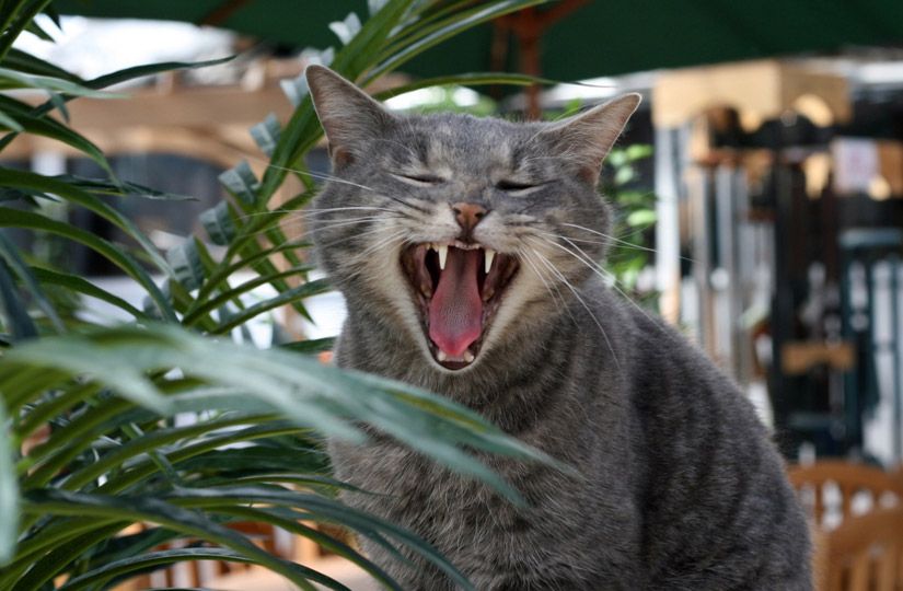 Одиннадцать причин не выбрасывать кожуру от мандаринов и других цитрусов5