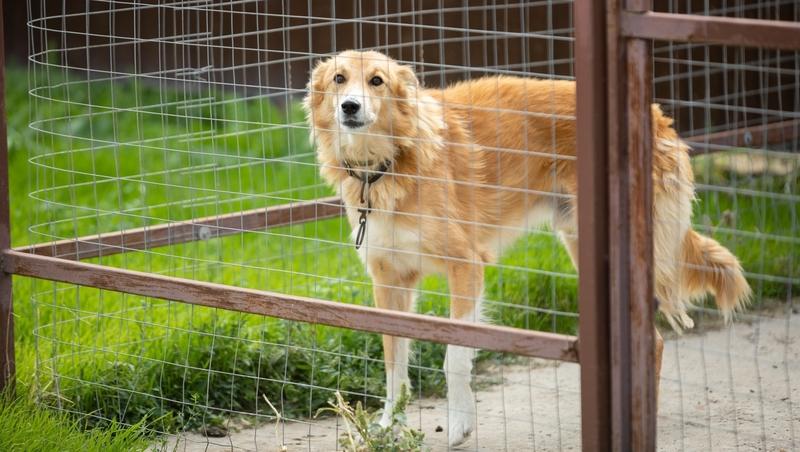 Пёс предупреждает бойцов СВО из Северной Осетии о беспилотниках