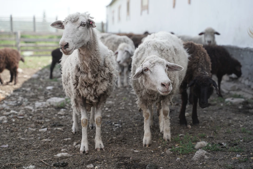 Продавший 366 чужих овец чабан из КЧР стал фигурантом уголовного дела0