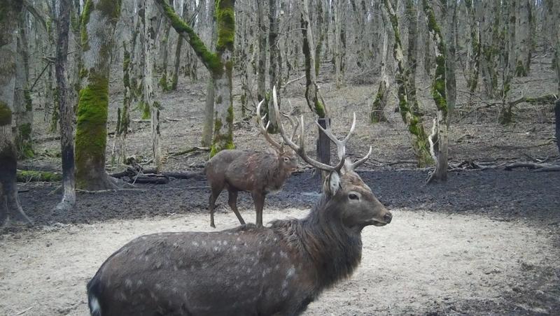 Редкая встреча с пятнистым оленем в Александровском заказнике попала на видео