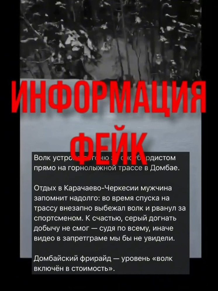 Руководство курорта «Домбай» опровергло информацию о нападении волка на лыжника