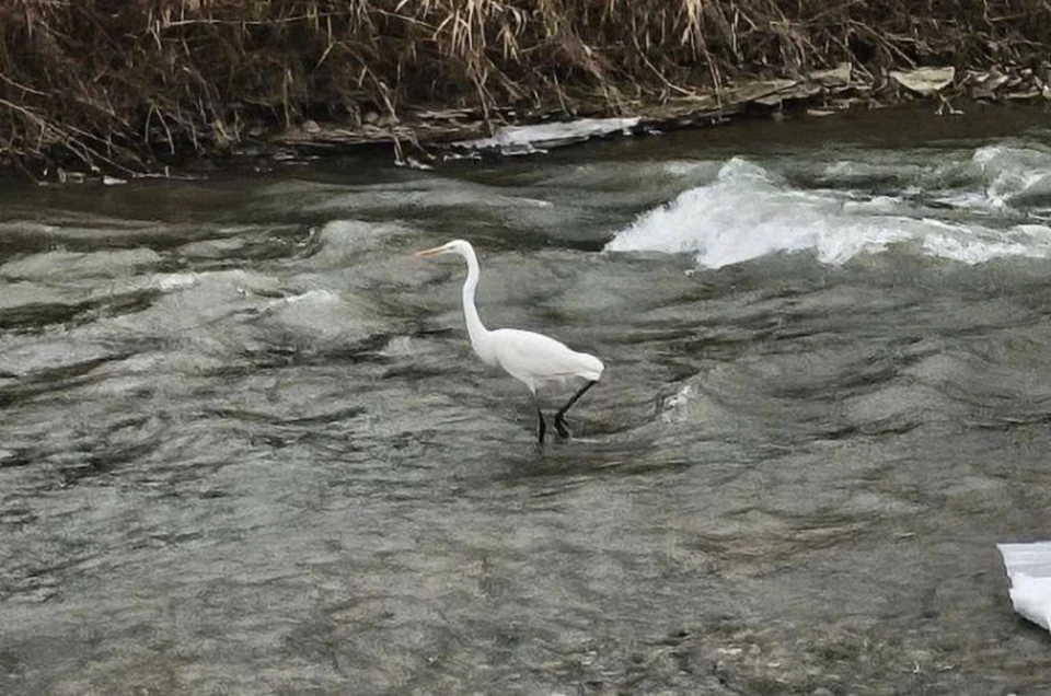 Семейство белых цапель обосновалось на реке Подкумок в Пятигорске0