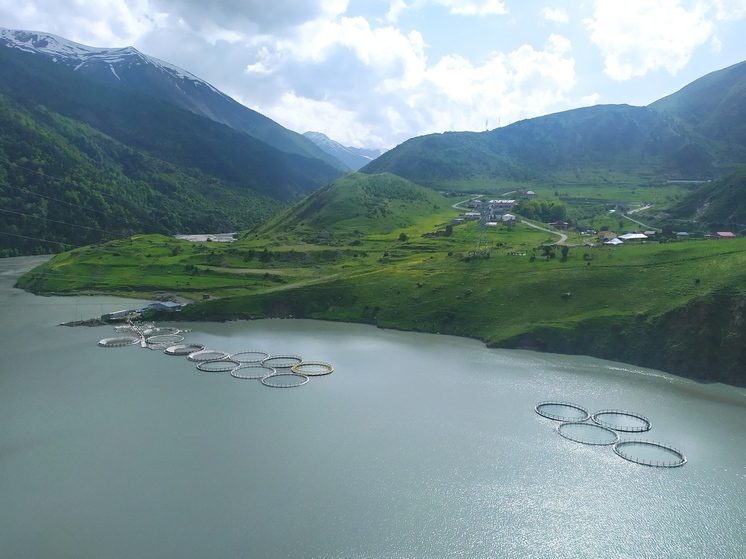 Северная Осетия за год почти на 30% нарастила производство товарной рыбы