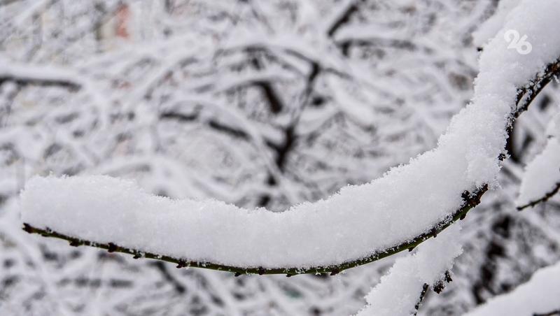 Снегопады спасли кубанские чайные плантации и фруктовые деревья