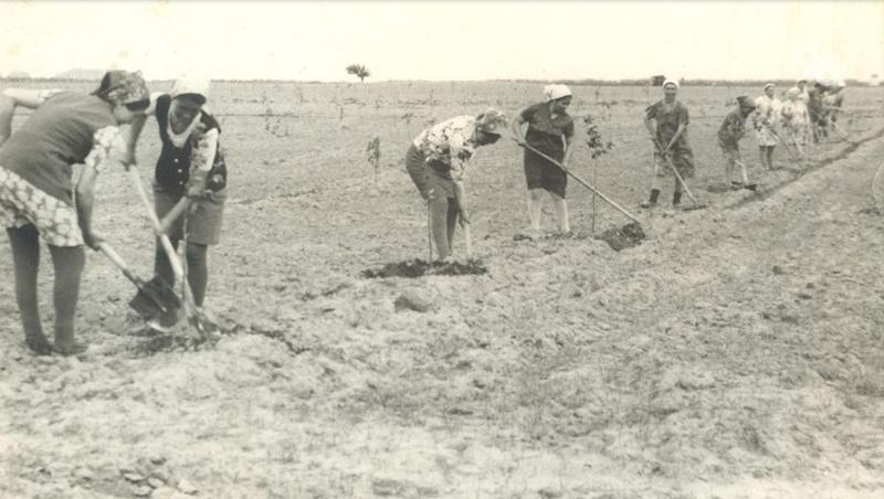 Создал оазис среди солончаков: за что председатель колхоза на Ставрополье стал дважды Героем Соцтруда