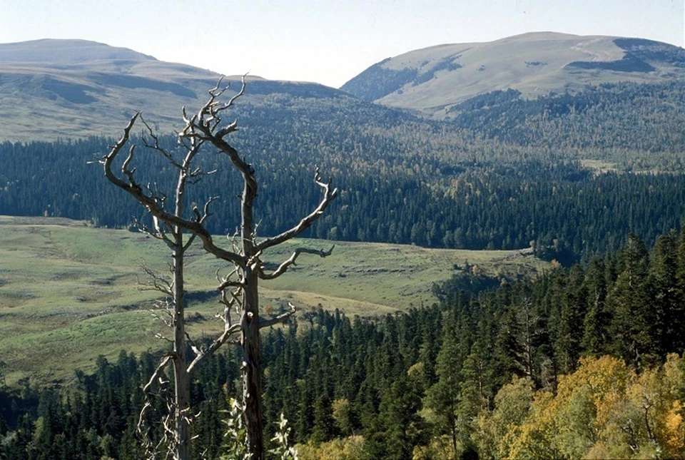 Стареющие лесополосы начнут восстанавливать на Ставрополье0