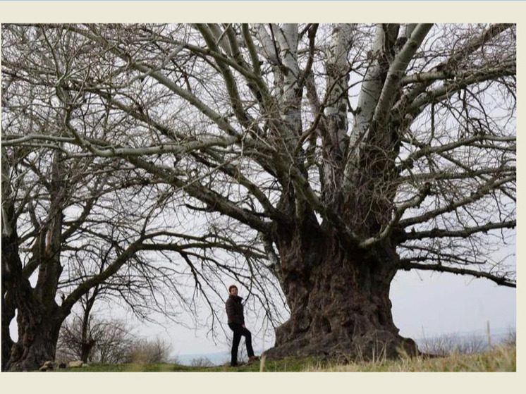  «Ставропольский баобаб»: двухвековая осина из Грачевского района стала участником всероссийского конкурса