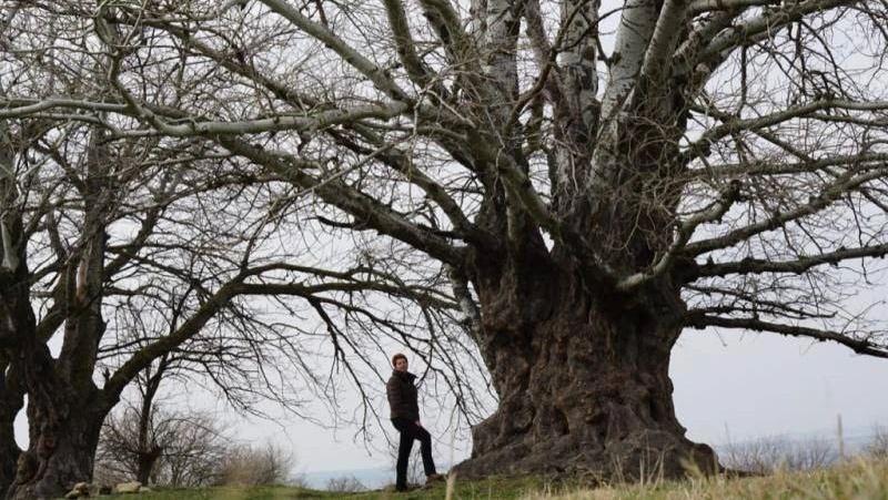 «Ставропольский баобаб» стал участником Национального конкурса